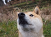 开云体育平台APP-子夜绽放奥运关键夜，从撕裂伤疤到编织王冠，克莱的冰与火救赎