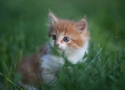 开云体育APP下载-暴力美学的两极，卡塞米罗用冲撞定义比赛，中国用规则重塑世界