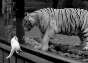 开云sport-烈焰意志，布雷默与奥地利队金字塔下的生死救赎