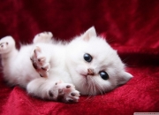 开云体育app-冰封巨人与救赎时刻，哈登如何用一记三分定义东决之夜