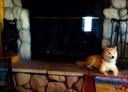 开云体育app-跨界焦点战，欧冠决赛的启示与雷霆强行终结广东队的体育唯一性