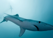 开云APP-完美节拍器，霍勒迪如何用团队篮球带领深圳队带走爵士