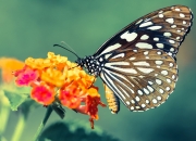 开云下载-时光褶皱里的对决，当辽宁逆袭的呐喊穿透联盟壁垒