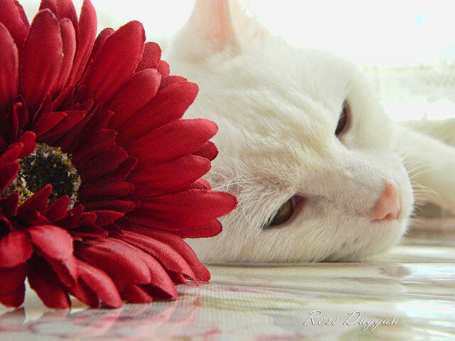 淬炼与锋芒,当克罗地亚的坚毅磨平日本利刃,巴西的纪录在群星中闪耀