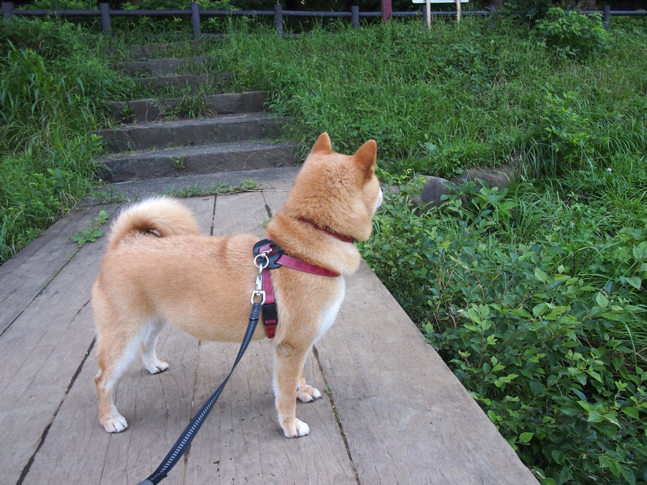 哈利伯顿41分主宰全场!活塞核心用极致个人秀击穿森林狼铁壁