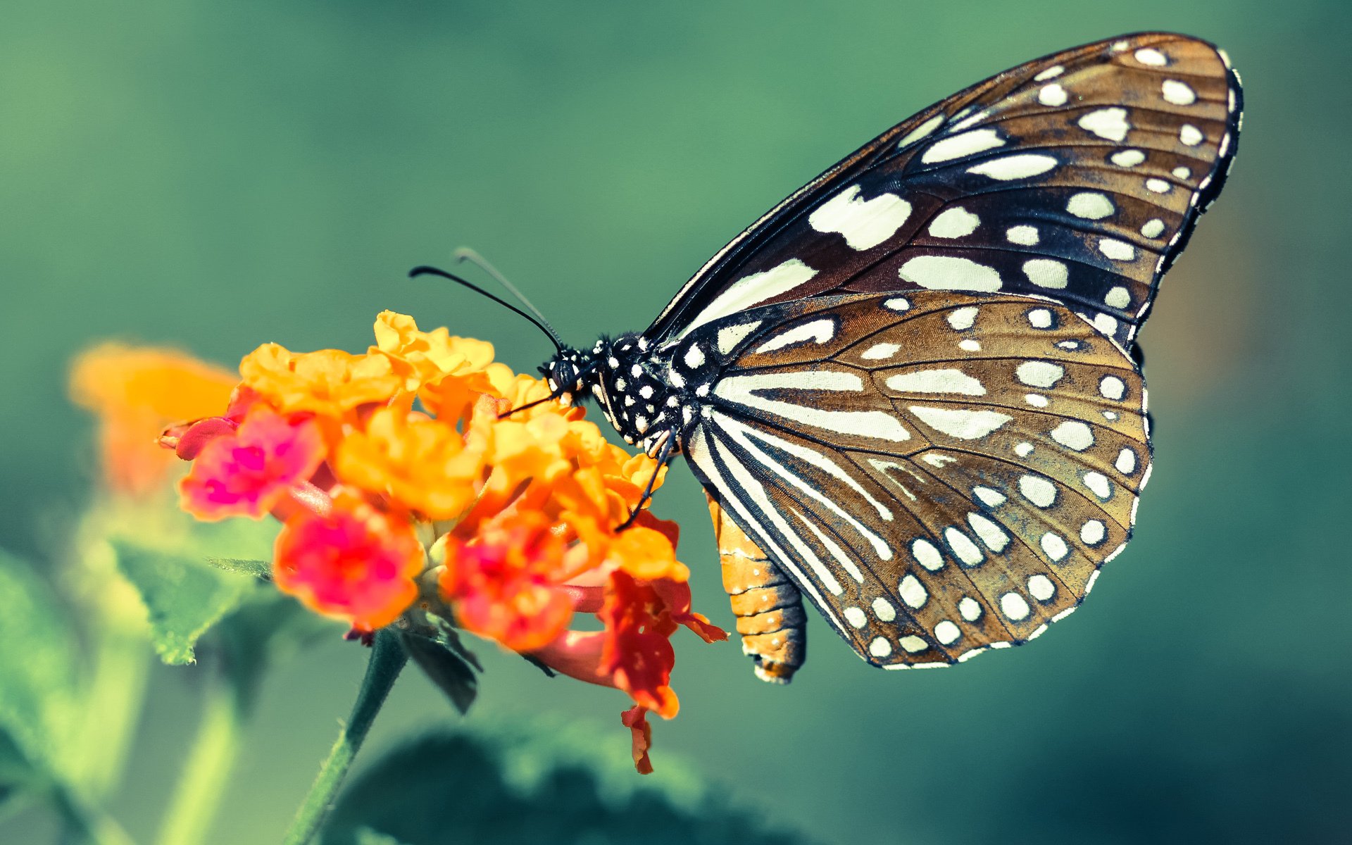 铁壁与火焰,墨西哥战术囚笼如何锁死毕尔巴鄂雄狮