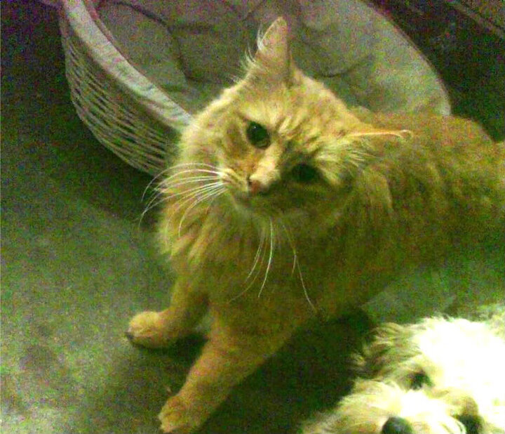 铁血阿兹特克，当墨西哥掀翻战车，姆巴佩化身致命手术刀