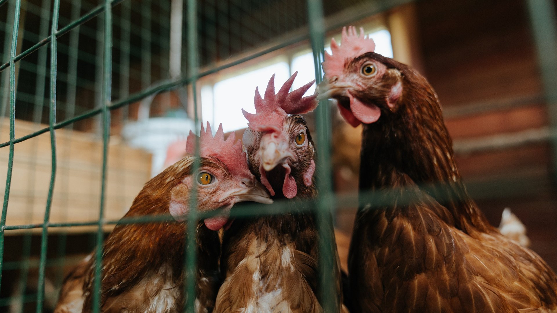 北欧飓风席卷陶瓷球场，哈兰德恐怖数据下的无情碾压