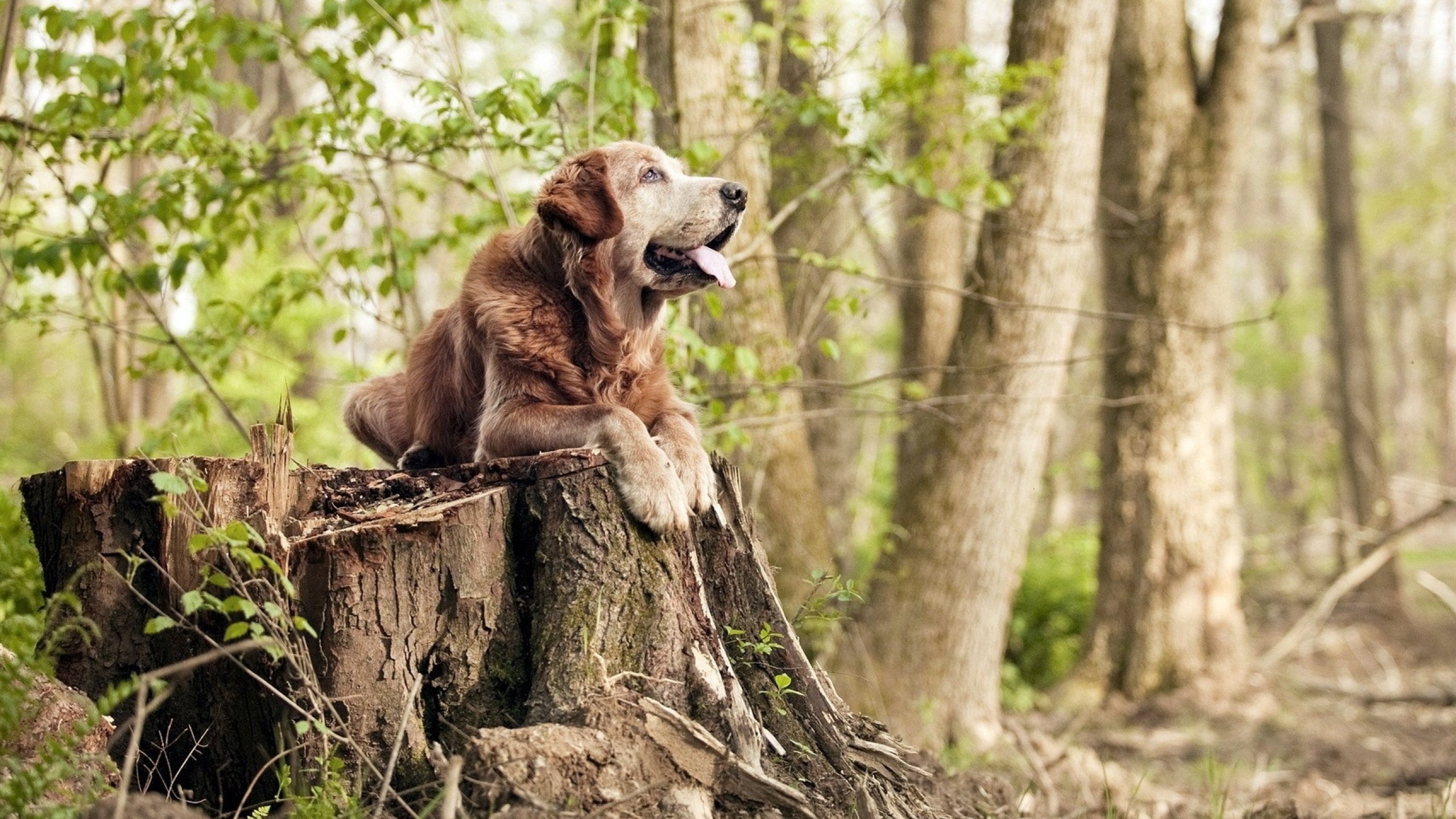 绿茵场东决夜,厄德高存在感拉满的艺术