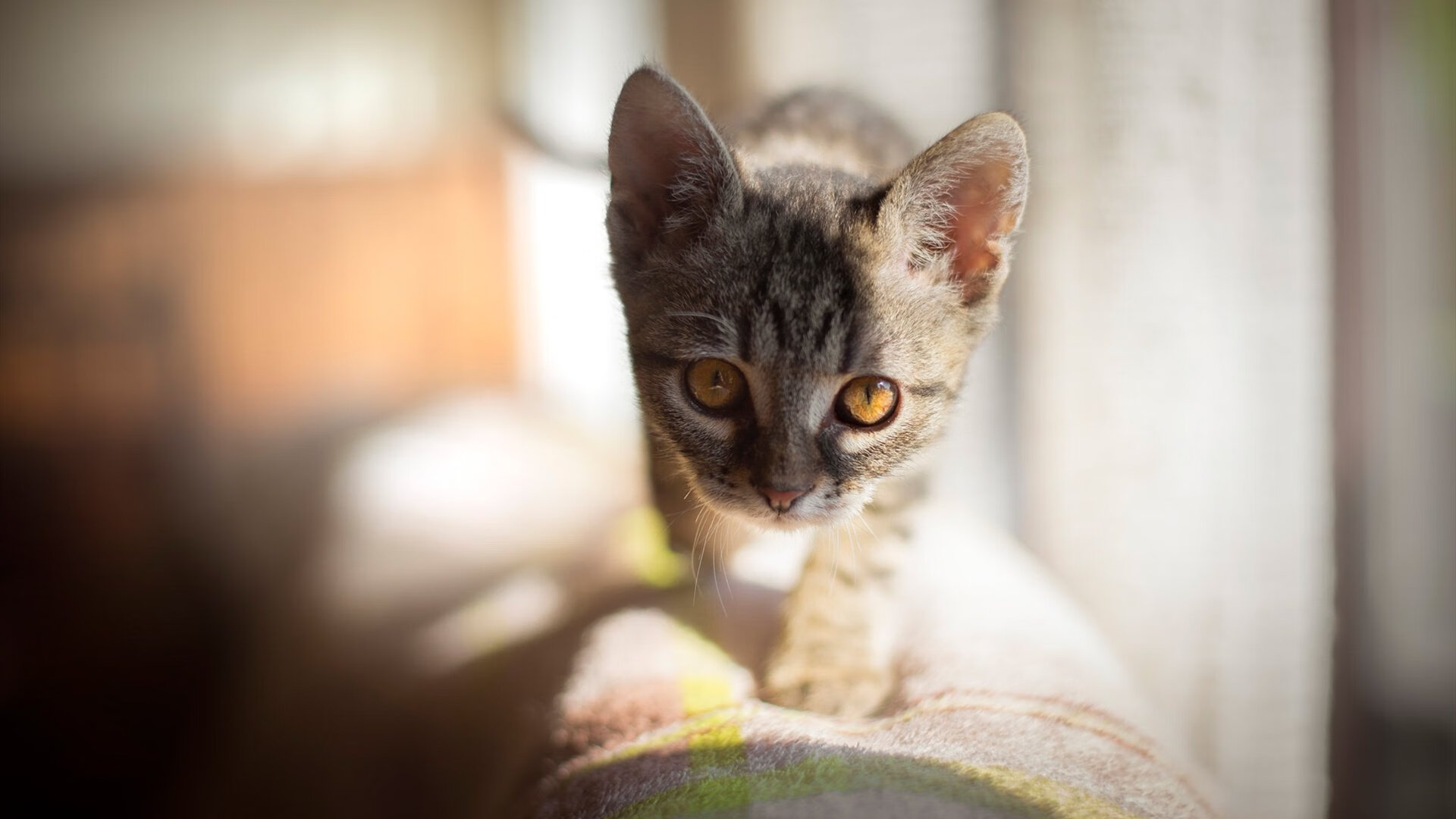 意甲绿茵场上的篮球绝杀，广厦队跨界绝杀爵士