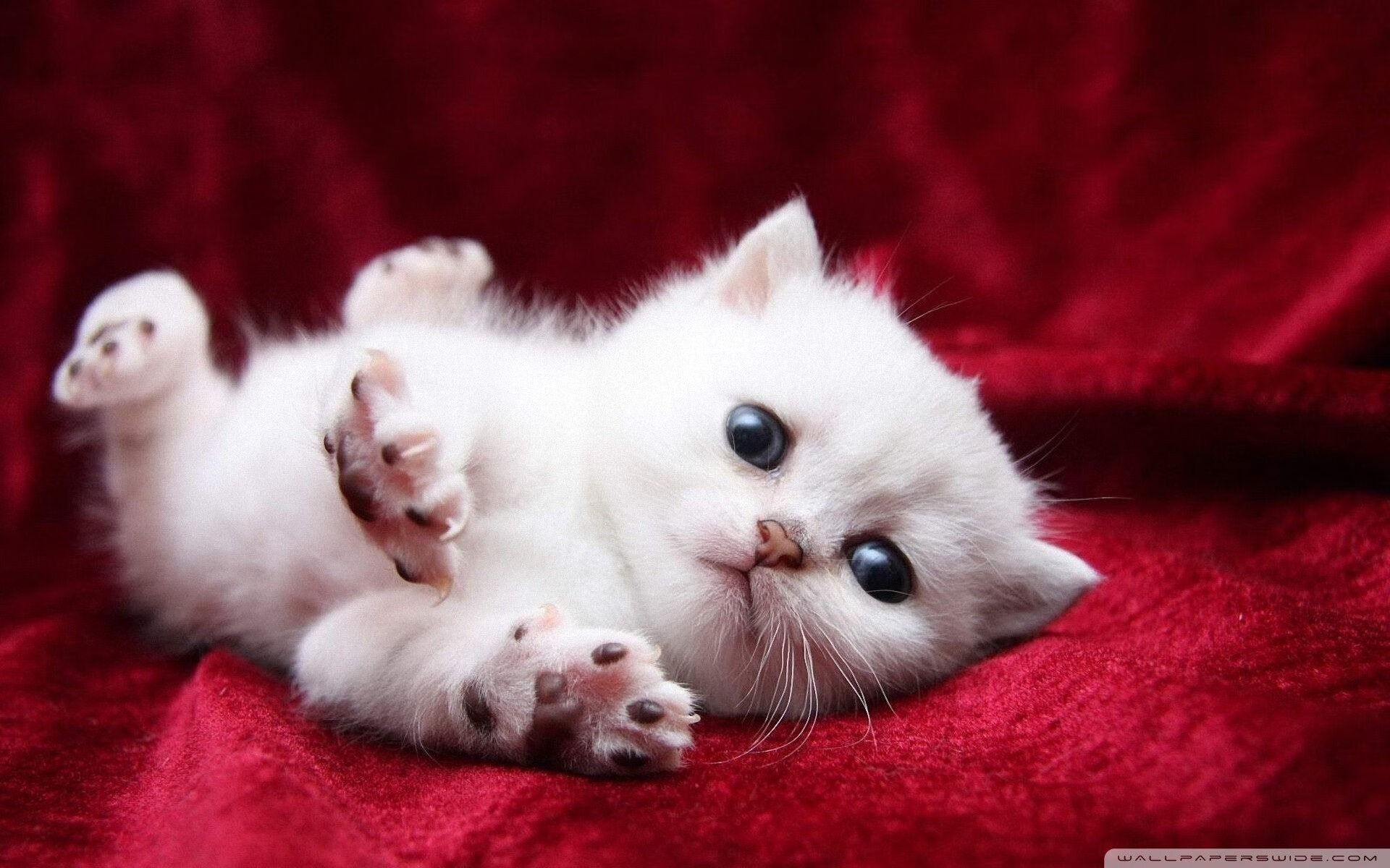 美加之夜,双核节拍器,法比尼奥的炽热交响