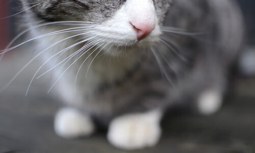 门神降临！库尔图瓦单骑救主，厄瓜多尔奇迹逆转阿森纳