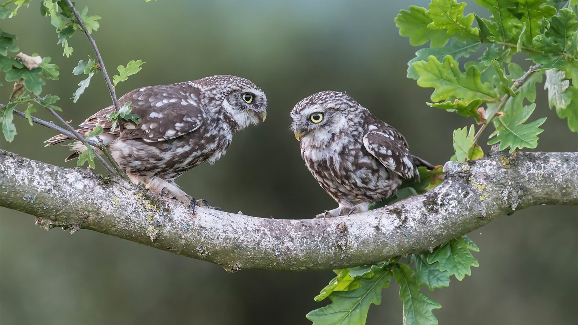 绝境不同，定义不同，黄蜂悬念与西亚卡姆爆发，描绘体育世界冰火两重天