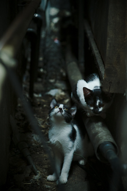 弦上的安达卢西亚，迪巴拉如何在与塞维利亚的对决中，为韩国节奏注入灵魂