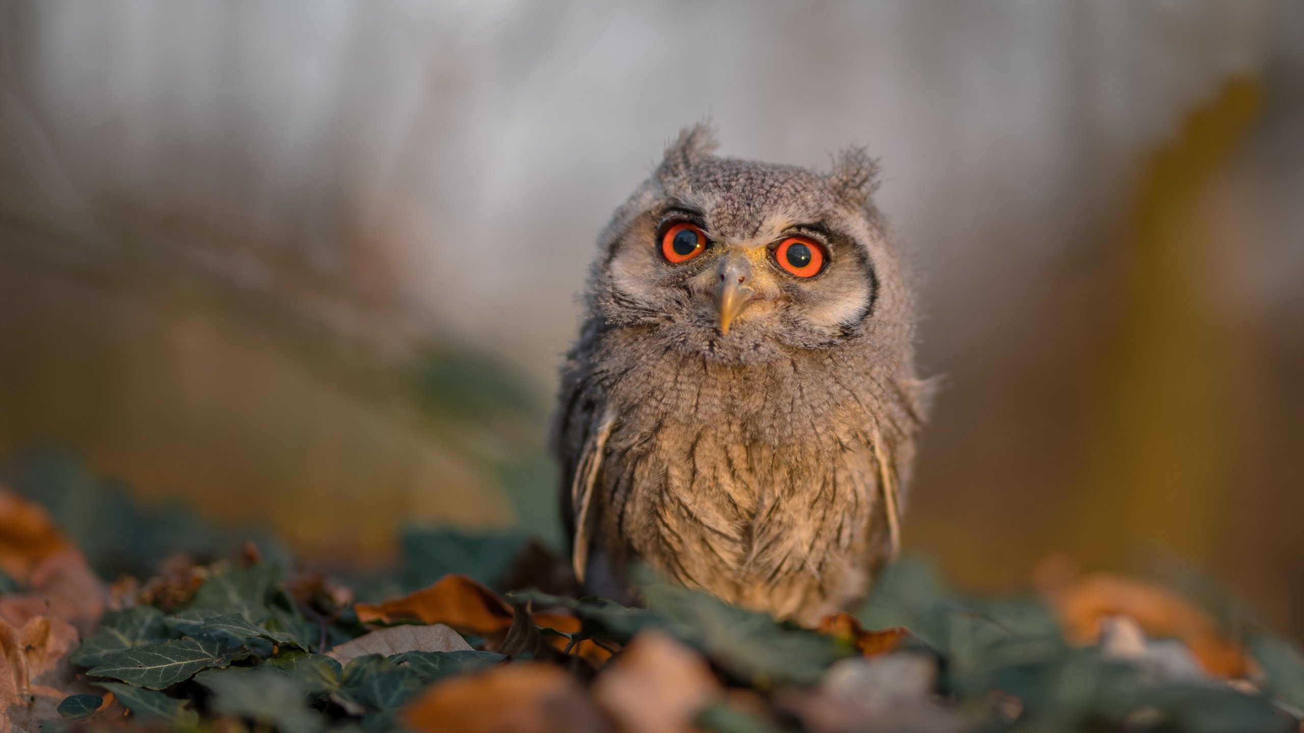 唯一性对决，灰熊防守锁死浙江，恩比德F1街道赛接管比赛